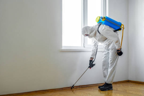 Best Wasp Removal Services  in Ore City, TX