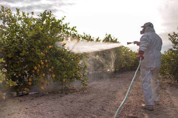 Best Pest Removal Services  in Ore City, TX