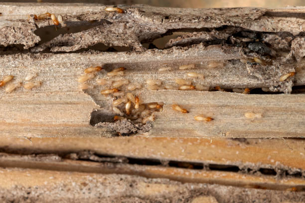 Best Insect Control  in Ore City, TX